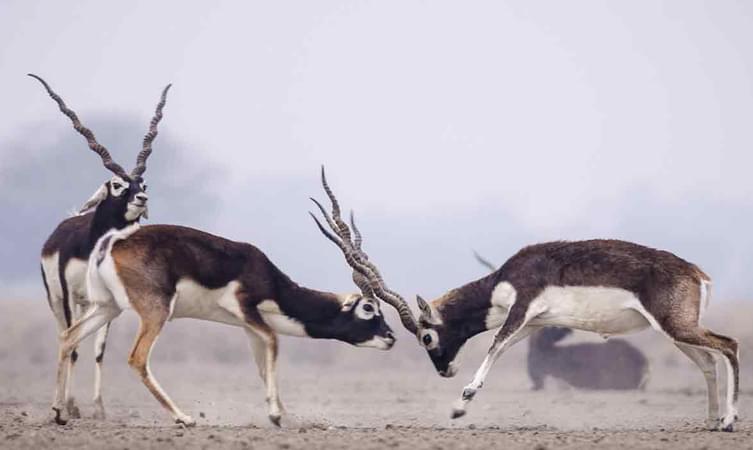 Gajner Wildlife Sanctuary