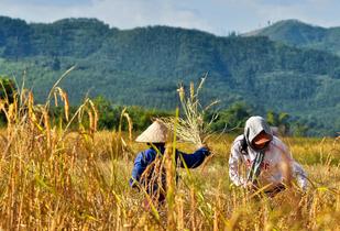 Aykhlog2fki5ulay29g64y2l0df8 1463559593 1280px luang namtha4