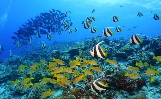 Lovina Dolphin Watching and Snorkeling Tour Image