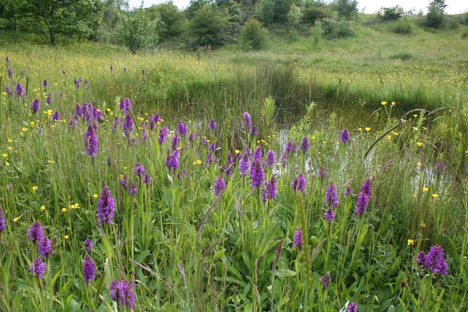 Baggeridge Country Park