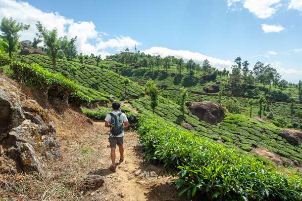 Walk amid endless rows of tea bushes in the heart of Munnar
