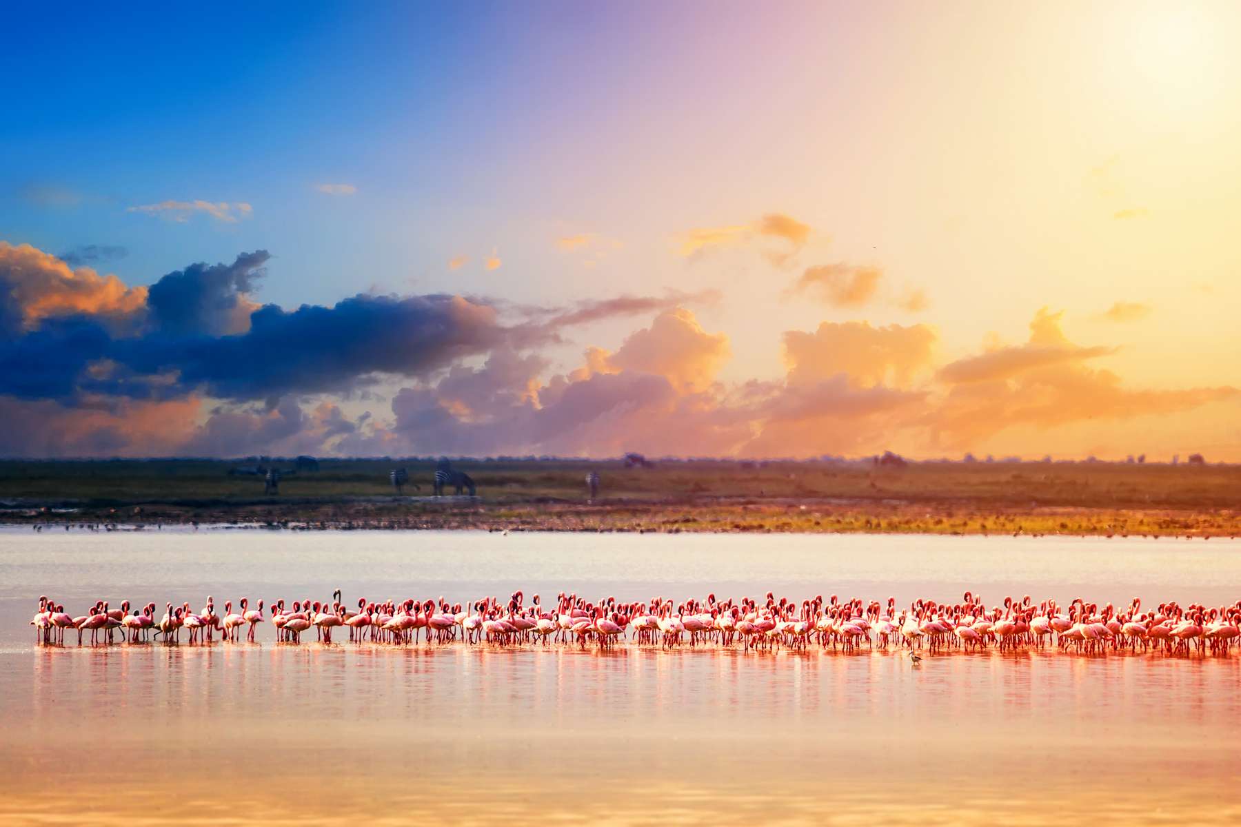 Morning Game Drive at Amboseli National Park Image