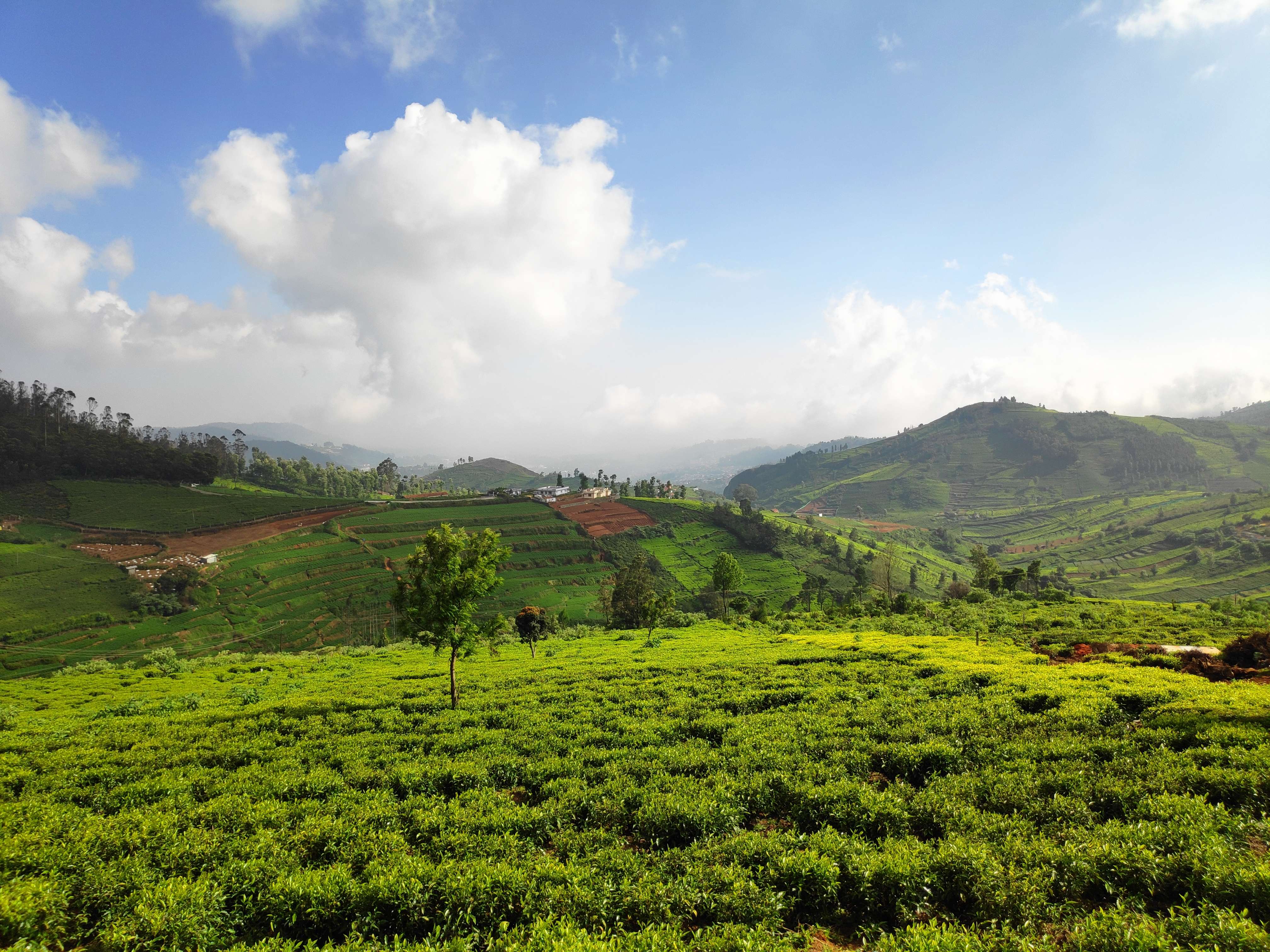 Marvel at the expansive hill views from Doddabetta Peak, during your 10.-hour sightseeing tour