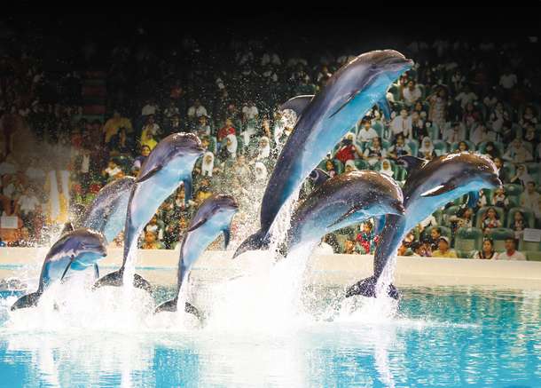 Dolphin Show Dubai Tickets