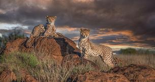 B6lz4dbw7j19ah2vy5m1f9rqu7b8 leopard feat 1