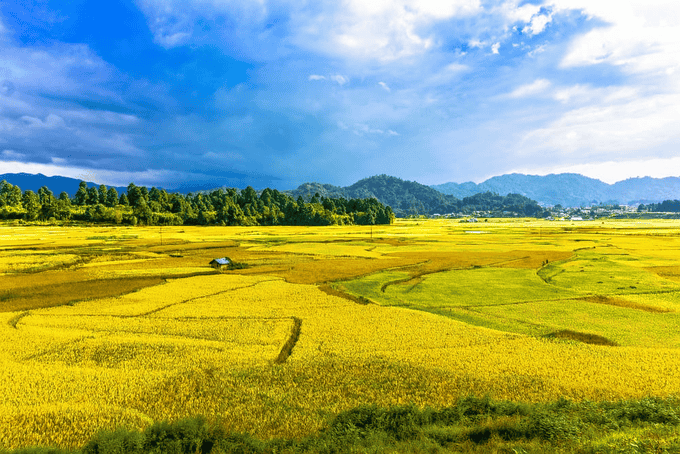 The Rice Fields under blue sky 