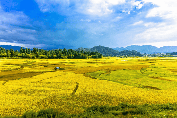 The Rice Fields under blue sky 