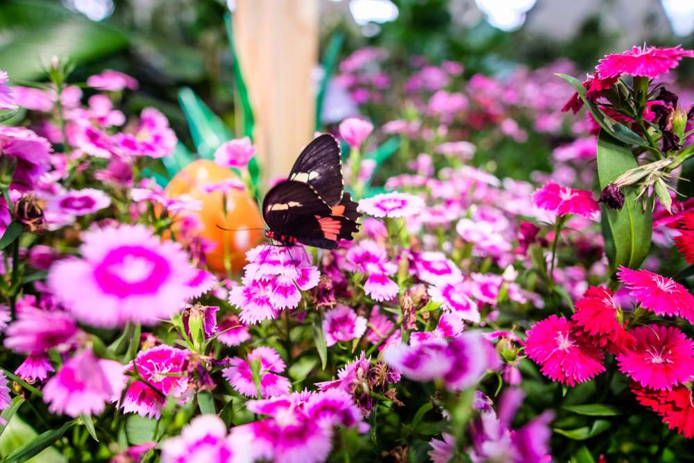Butterfly Garden Dubai Tickets Image
