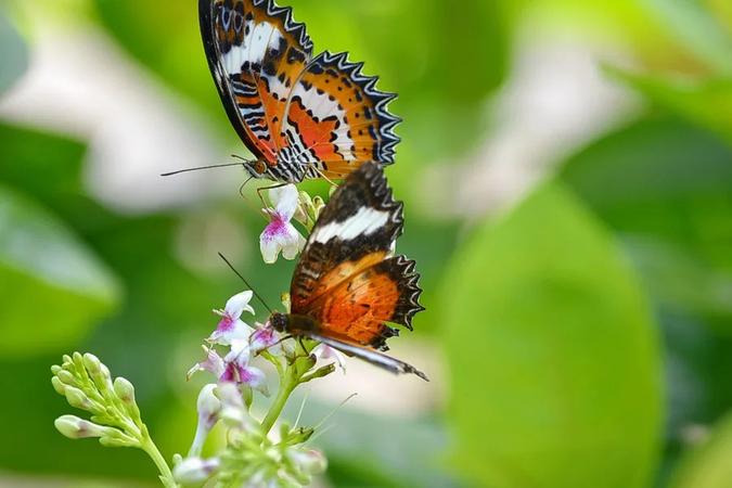Bali Butterfly Park