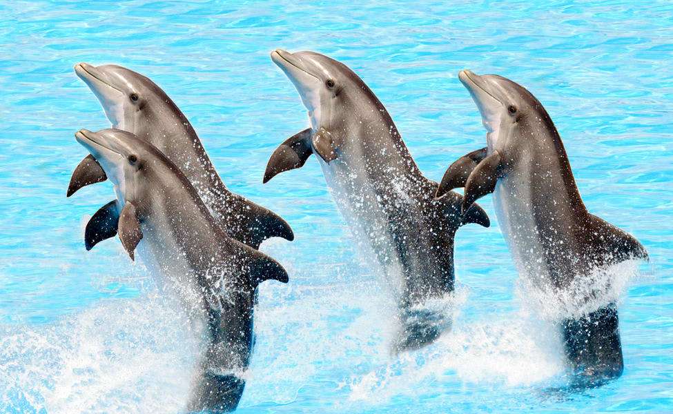 Pattaya Dolphinarium Tickets Image