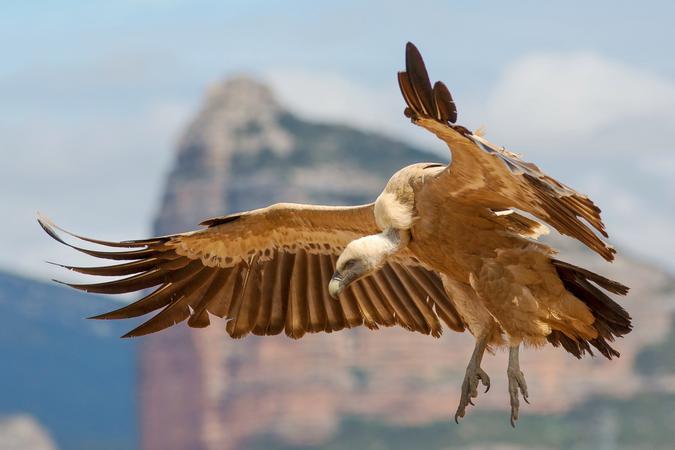 Ramanagara Ramadevara Betta Vulture Sanctuary