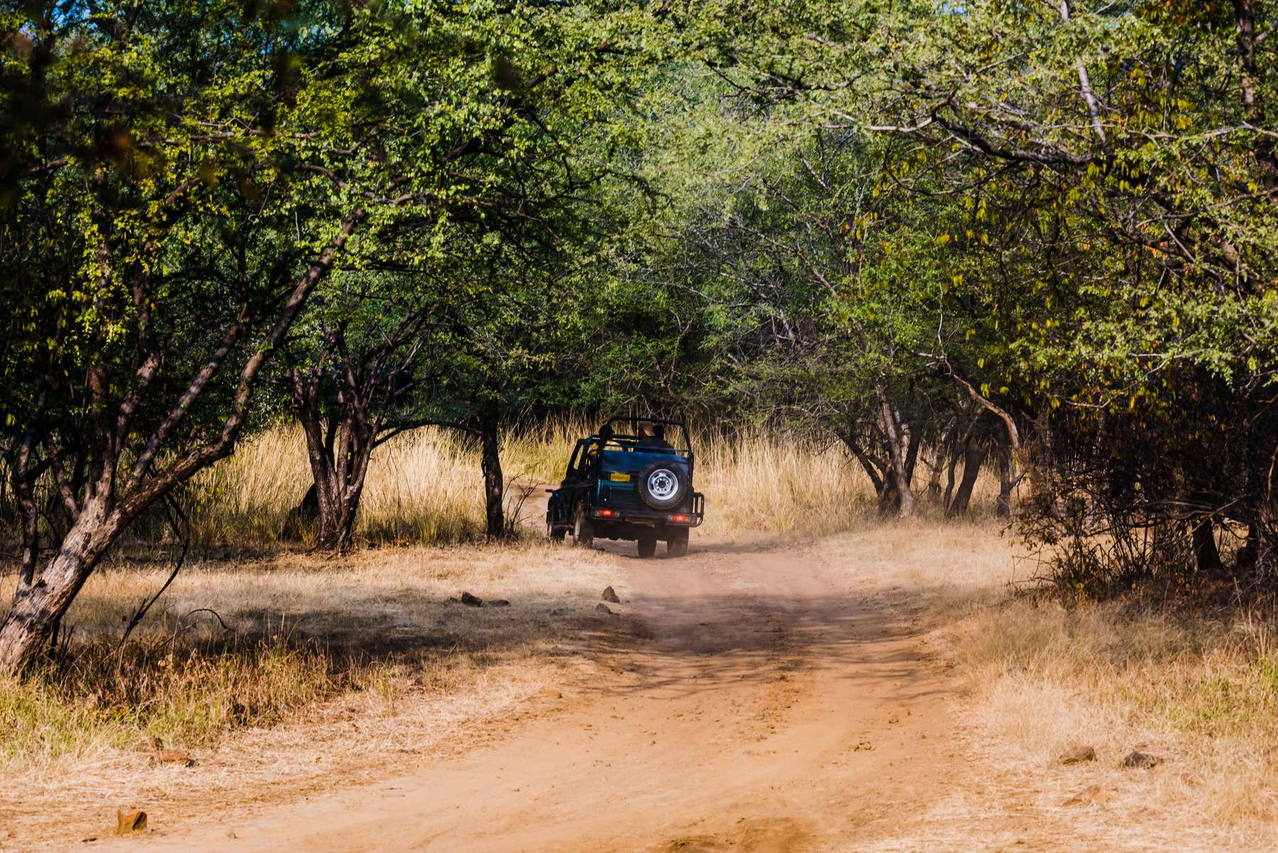 Ranthambore Tour Package from Jaipur Image