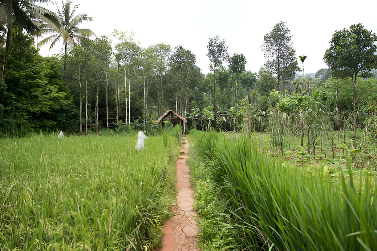 Embark on a Bamboo Village & Cycling Tour in Wayanad