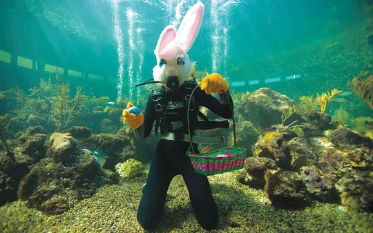 Miami Seaquarium Tickets Image