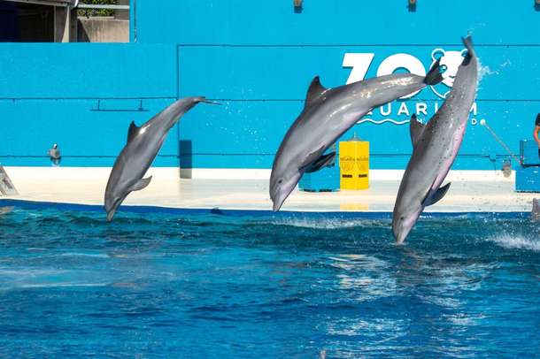 Zoo Aquarium Madrid Tickets