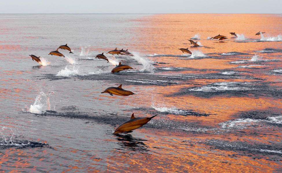 Maldives Cruise Package Image