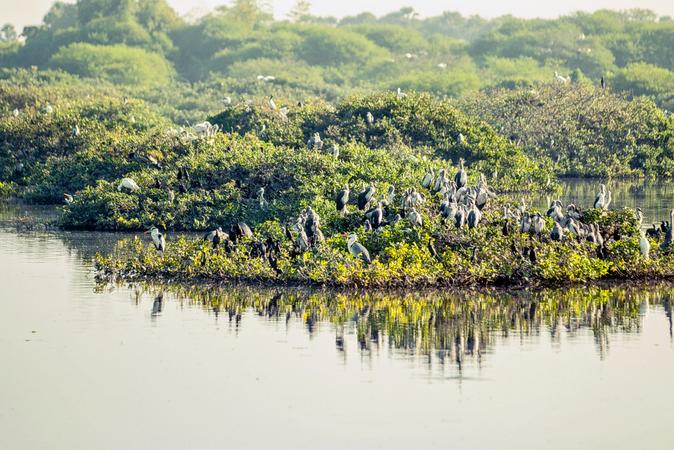 Vedanthangal Bird Sanctuary