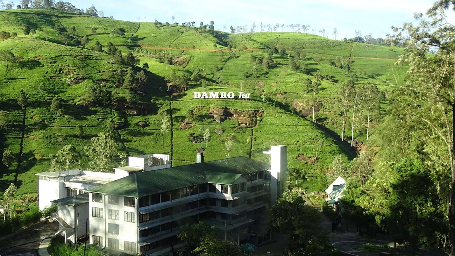 Nuwara Eliya Tea Plantation Tour Image