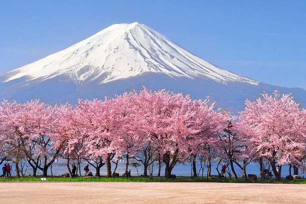 Bo0dtv09x2jxhhhk0mdb5c5pt664 1589469990 header mt fuji cherry blossoms jpcherryblossom0220