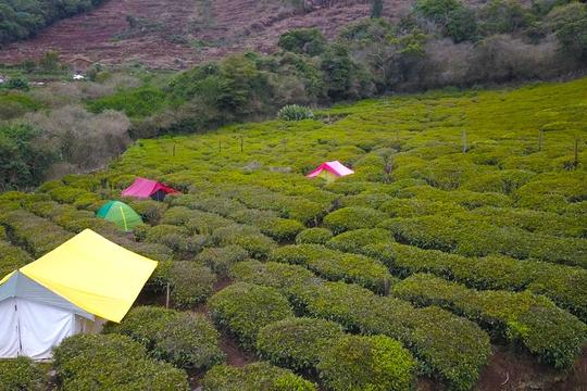 Camping By Tea Gardens Ooty Image