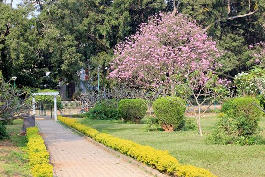 Guided Walk Through Cubbon Park Image