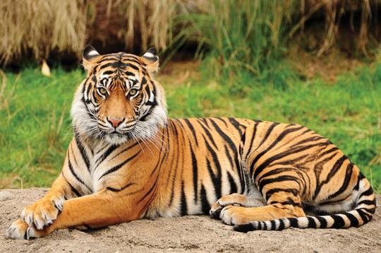 3 Days Jim Corbett Tour Package Image