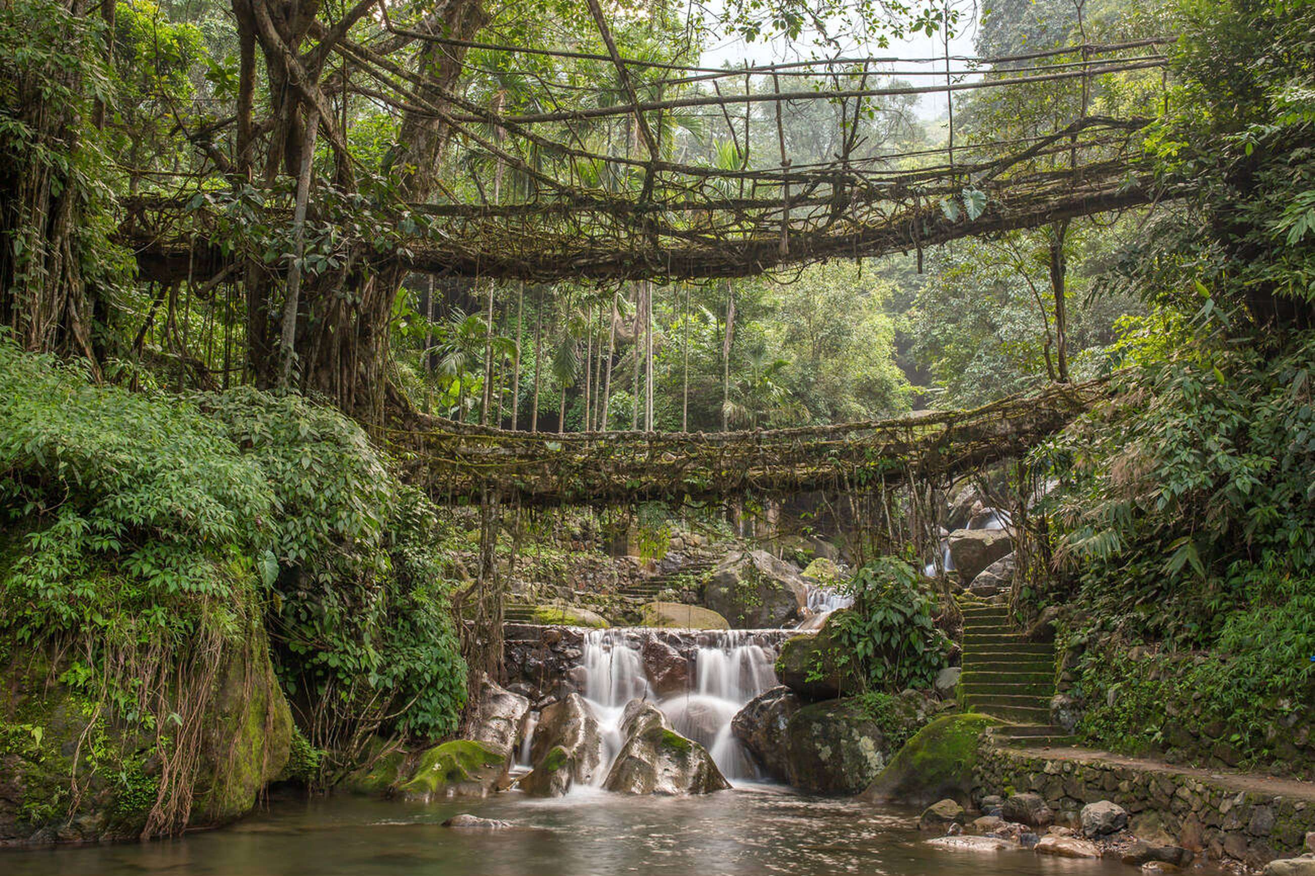 Walk across a double-layered root bridge grown and shaped by the Khasi tribe