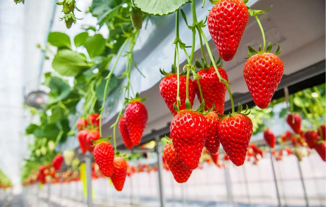 Mt Fuji Flower Sightseeing Tour From Tokyo Image