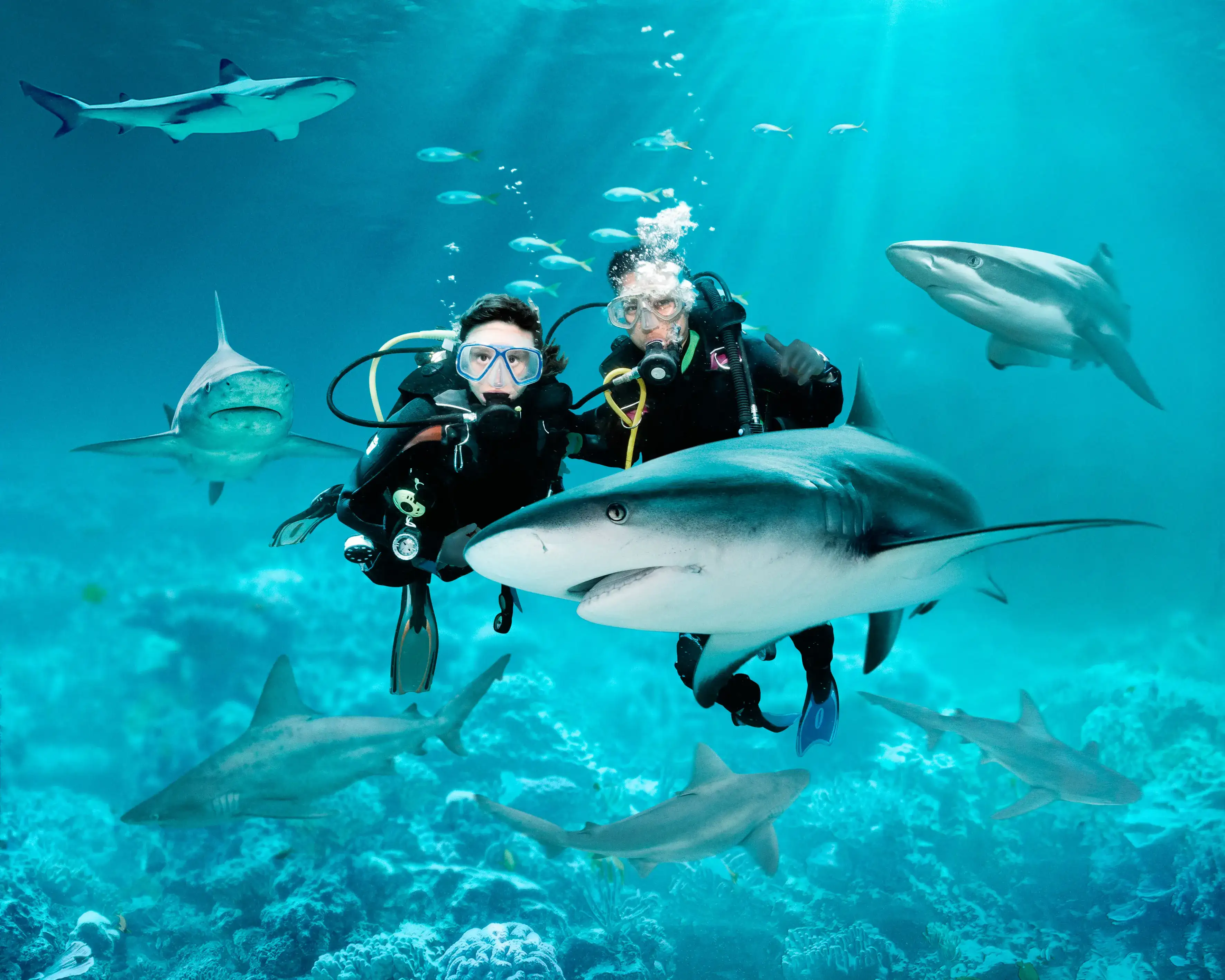 Dive with sharks, fishes and other marine creatures at AQWA