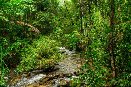 Khao Sok National Park Day Trip Image