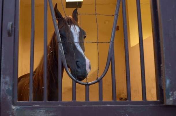 Bvsww1h7gpzvad37xajlyzcqoca2 horse