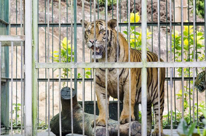 Maharaj Baug & Zoo