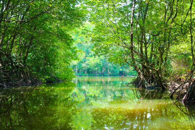 Take a 9-hour tour to Can Gio Day Tour from Ho Chi Minh