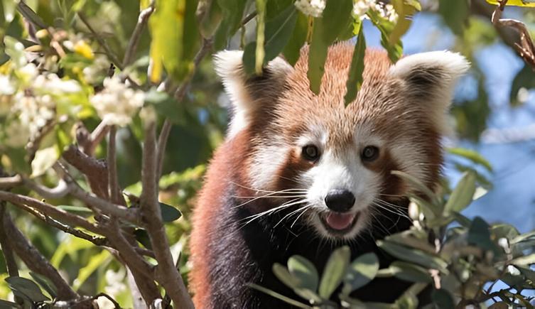 Symbio Wildlife Park