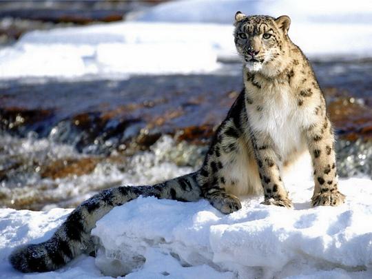 Snow Leopard Trek Image