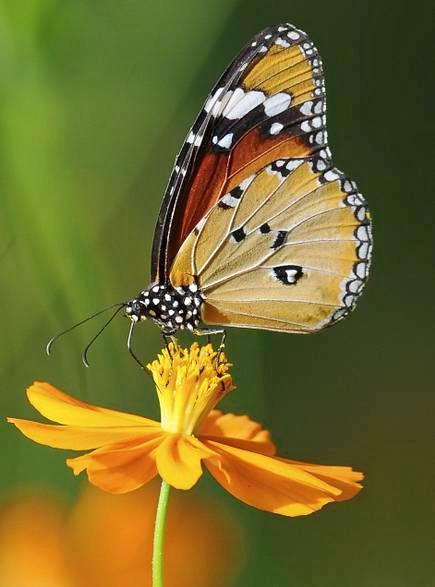 Butterfly Park In Hyderabad Image