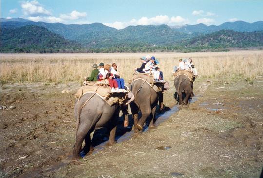 Elephant Safari In Jim Corbett Image