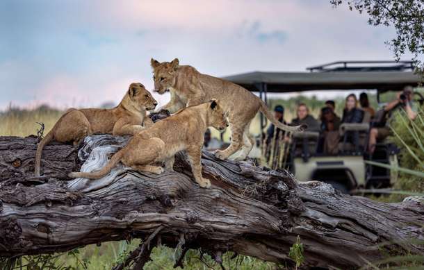 Fearless lioness spending time with the cubs at Okavango Delta