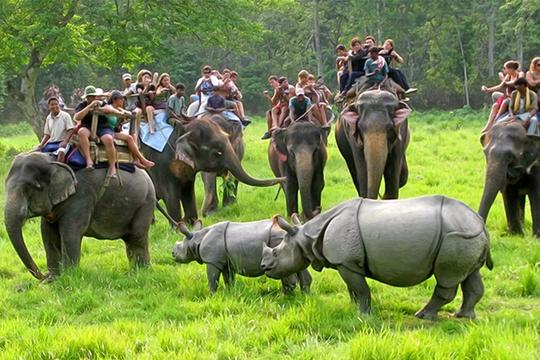 Elephant Safari In Jim Corbett Image