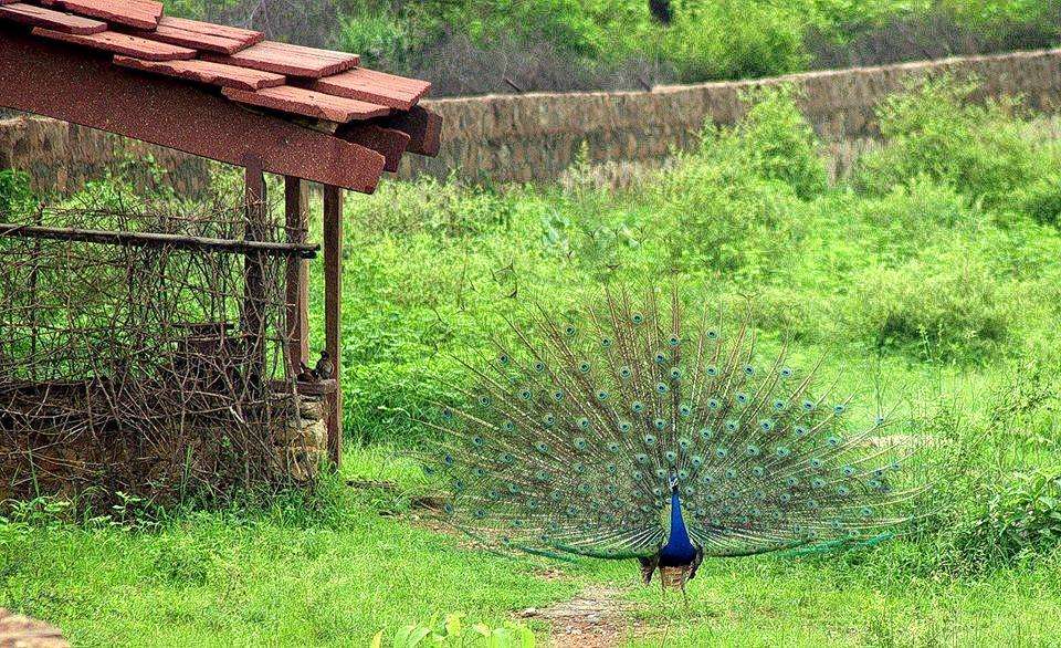 Sariska Tour Package From Delhi Image