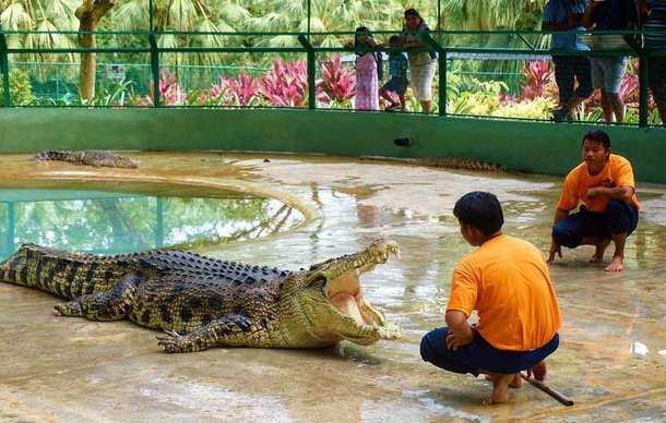 C4ycra1c0ug3alf4v1ru03jnjbzg crocodile adventureland langkawi