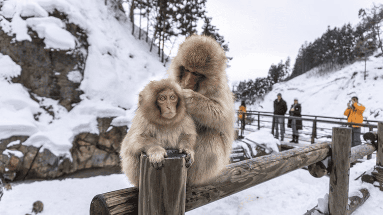 Snow Monkey Park