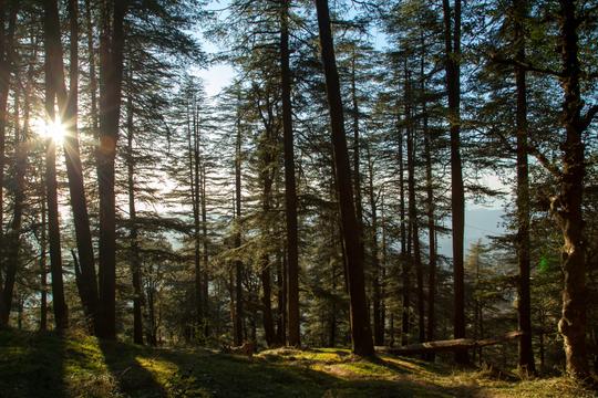  Exclusive Shimla Getaway From Chandigarh Image