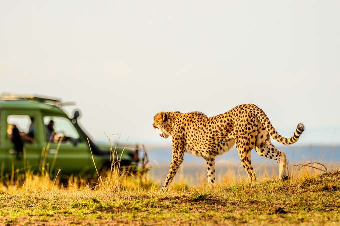 Cheetah spotted during a game drive