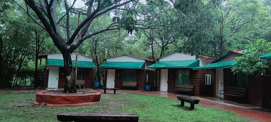 Flame Of The Forest Image