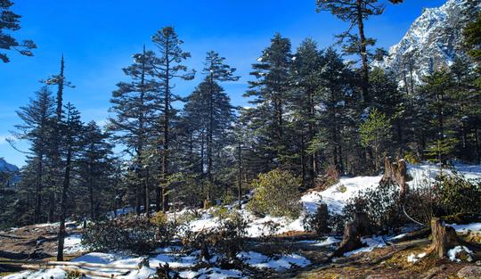 Gangtok Weekend Adventure | FREE Yumthang Valley Excursion Image