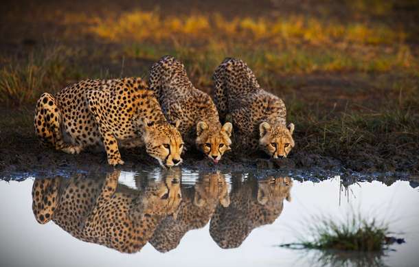 Chettahs spotted during safari