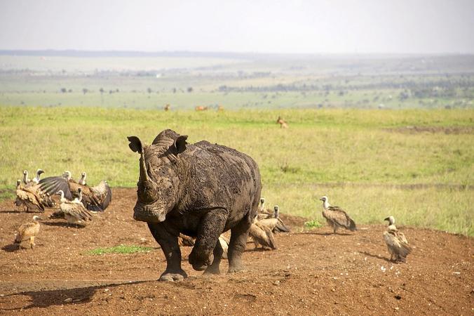Nairobi National Park