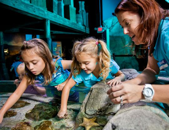 Madame Tussauds & SEA LIFE Combo Tickets Image