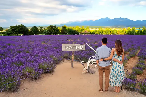 Marvel at the beauty of the lush lavender-filled fields of Farm Tomita